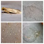 Business 18 image AARDVARK CARPET CLEANING Construction & Contractors in Rushden No