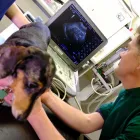 Business 1 image ABERCORN VETS, PORTOBELLO HIGH STREET Veterinary Services in Edinburgh Edh