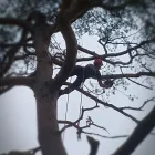 Business 3 image ABLE TREE EXPERTS Tree Services in High Wycombe Bu