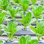 Business 1 image ADVANCED GARDENING Plant Nurseries & Garden Centres in Nottingham No