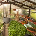 Business 3 image ADVANCED GARDENING Plant Nurseries & Garden Centres in Nottingham No