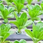 Business 4 image ADVANCED GARDENING Plant Nurseries & Garden Centres in Nottingham No