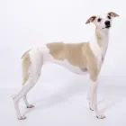 Business 4 image AFFIRM COUNSELLING SERVICES Counselling & Advice in Glasgow La