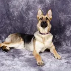 Business 5 image AFFIRM COUNSELLING SERVICES Counselling & Advice in Glasgow La