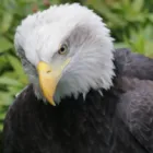 Business 2 image ALAN AMES, BIRDMAN Educational Services in Orpington Ke