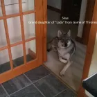 Business 1 image ALAN'S DOG BOARDING & DAYCARE Pets & Animals in Aberdeen Ab