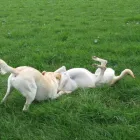 Business 1 image ALBANY VETERINARY SURGERY Vets in Liverpool Me