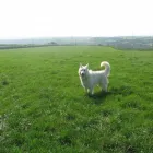 Business 15 image ALBANY VETERINARY SURGERY Vets in Liverpool Me