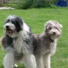 Business 16 image ALBANY VETERINARY SURGERY Vets in Liverpool Me