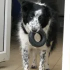 Business 3 image ALBANY VETERINARY SURGERY Vets in Liverpool Me