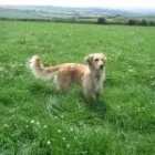 Business 5 image ALBANY VETERINARY SURGERY Vets in Liverpool Me