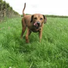 Business 6 image ALBANY VETERINARY SURGERY Vets in Liverpool Me