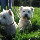 Business 12 image ALBANY VETERINARY SURGERY Vets in Liverpool Me