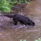 Business 14 image ALBANY VETERINARY SURGERY Vets in Liverpool Me