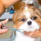Business 1 image ANGIE'S PAMPERED PETS Pets & Animals in Maidenhead Be