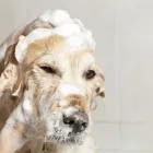 Business 3 image ANGIE'S PAMPERED PETS Pets & Animals in Maidenhead Be