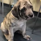 Business 5 image ANIMAC VETS, MORNINGSIDE Veterinary Services in Edinburgh Edh