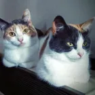 Business 7 image ANIMAC VETS, MORNINGSIDE Veterinary Services in Edinburgh Edh