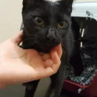 Business 8 image ANIMAC VETS, MORNINGSIDE Veterinary Services in Edinburgh Edh