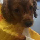 Business 9 image ANIMAC VETS, MORNINGSIDE Veterinary Services in Edinburgh Edh