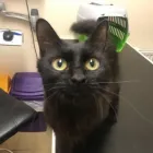 Business 10 image ANIMAC VETS, MORNINGSIDE Veterinary Services in Edinburgh Edh