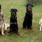 Business 1 image ANIMALS AT HOME (STAFFORDSHIRE) Dog Walking in Lichfield St