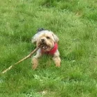 Business 1 image ANIMALS AT HOME Pets & Animals in CHRISTCHURCH Do