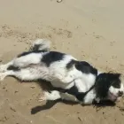 Business 4 image ANIMALS AT HOME Pets & Animals in CHRISTCHURCH Do