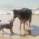 Business 5 image ANIMALS AT HOME Pets & Animals in CHRISTCHURCH Do