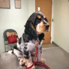 Business 3 image ARCHWAY VETERINARY SURGERY Veterinary Services in Swindon Wi