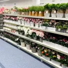 Business 13 image B&M HOME STORE Wallpapers & Wallcoverings in Stockton-On-Tees Cl