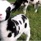 Business 9 image BARCLAYS BANK PLC Banks & Financial Institutions in Coventry We