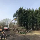 Business 4 image BEN LEWIS TREE SERVICES Tree Services in Blackburn La