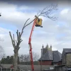 Business 5 image BEN LEWIS TREE SERVICES Tree Services in Blackburn La