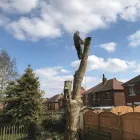 Business 6 image BEN LEWIS TREE SERVICES Tree Services in Blackburn La