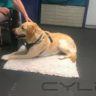 Business 3 image BEST BEHAVIOUR ANIMAL THERAPY Pets & Animals in Rossendale La