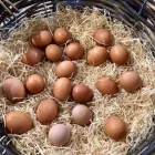 Business 1 image BIRKLES EGG SUPPLIERS Livestock Services in Loughborough Le