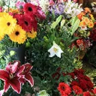 Business 2 image BLOOMINGDALES FLORIST Shopping & Retail in Coventry We