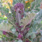 Business 1 image BOOTS UK Pharmacies in Colchester Es