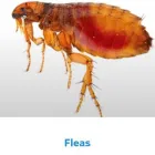 Business 1 image BRENT DIRECT PEST CONTROL SERVICES Removals & Relocation Services in London Gr