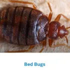 Business 6 image BRENT DIRECT PEST CONTROL SERVICES Removals & Relocation Services in London Gr