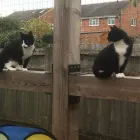 Business 1 image BRYONYHILL CATTERY & CAT GROOMING Pets & Animals in Swindon Wi