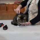 Business 5 image BRYONYHILL CATTERY & CAT GROOMING Pets & Animals in Swindon Wi