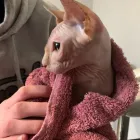 Business 7 image BRYONYHILL CATTERY & CAT GROOMING Pets & Animals in Swindon Wi