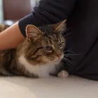 Business 8 image BRYONYHILL CATTERY & CAT GROOMING Pets & Animals in Swindon Wi