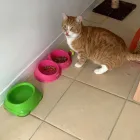 Business 13 image BRYONYHILL CATTERY & CAT GROOMING Pets & Animals in Swindon Wi