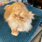 Business 14 image BRYONYHILL CATTERY & CAT GROOMING Pets & Animals in Swindon Wi