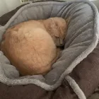 Business 15 image BRYONYHILL CATTERY & CAT GROOMING Pets & Animals in Swindon Wi