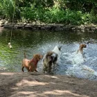 Business 6 image BUDDIES N WALKIES Pets & Animals in Coventry We