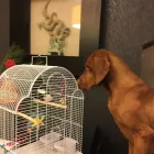 Business 7 image BUDDIES N WALKIES Pets & Animals in Coventry We